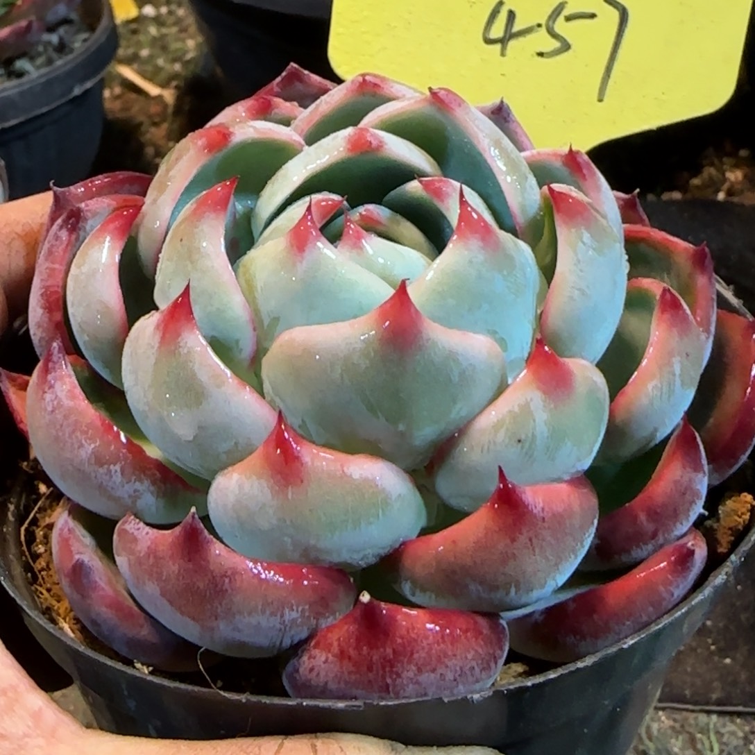 火焰惊鸿一物一拍包装收缩花旱457