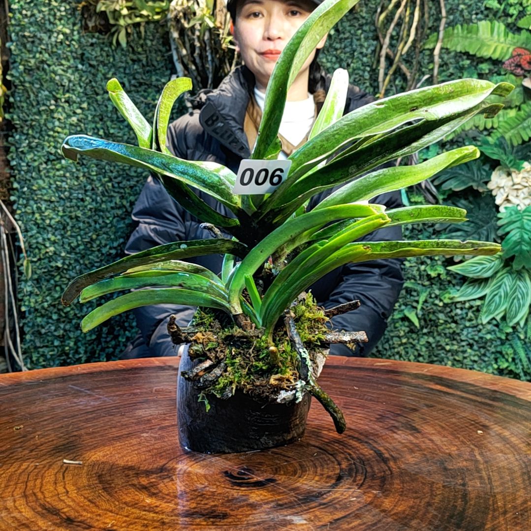 【闪购商品】006狐尾兰，越南蓝狐花