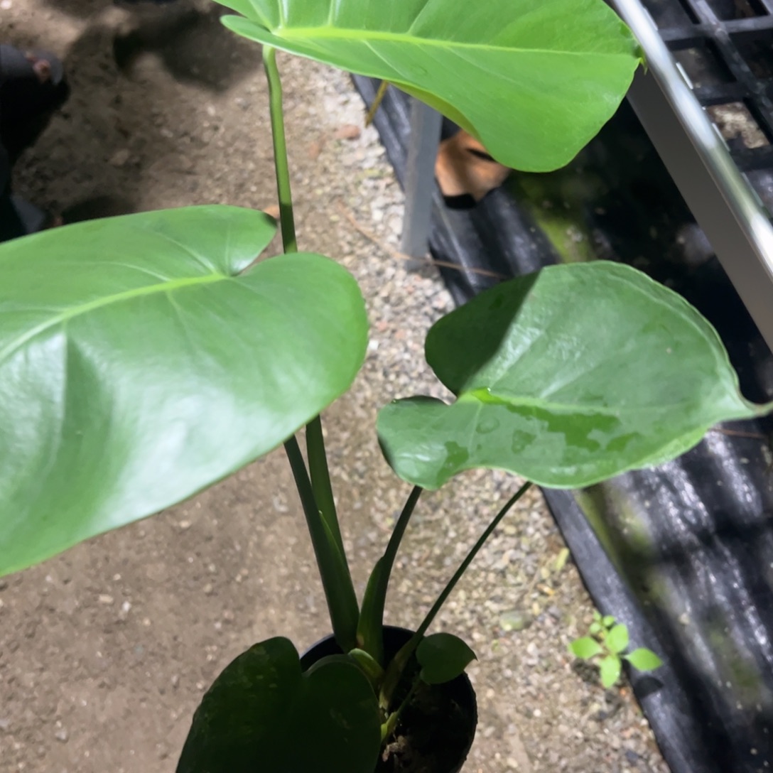 完全开放银沙短龟
