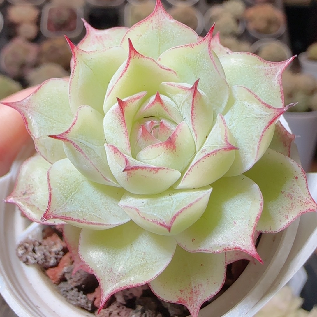 花语多肉1225-83女王