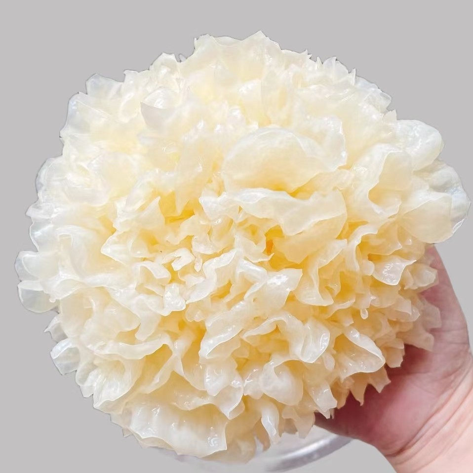 四川巴山通江椴木银耳，无黄无硫