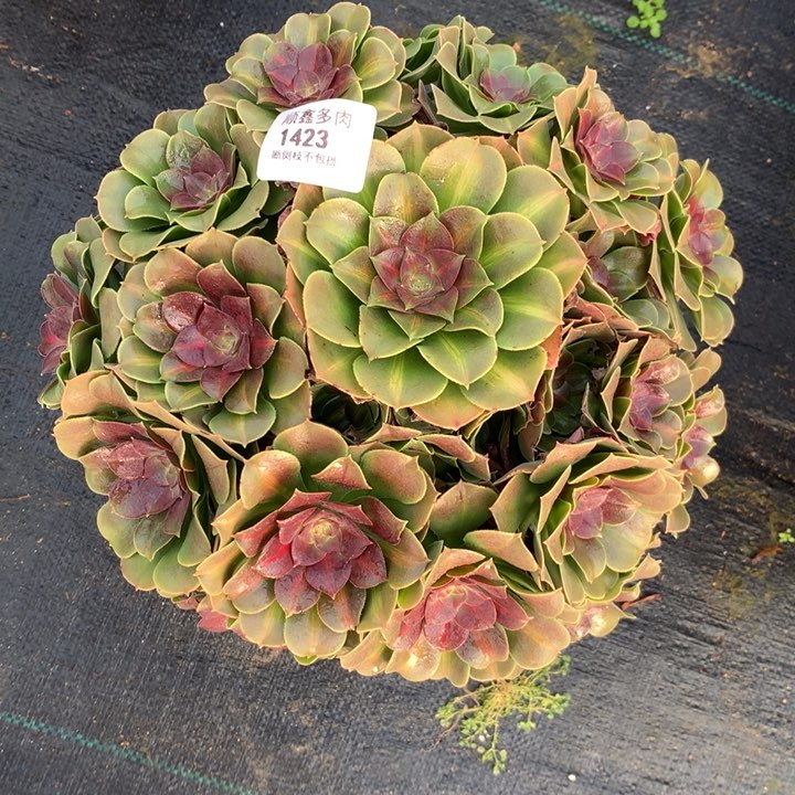1423粉女巫中斑多肉植物