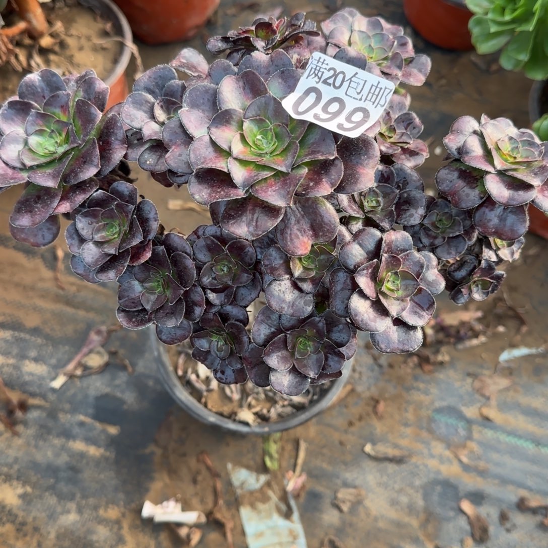 晚霞099满20包邮断枝不包