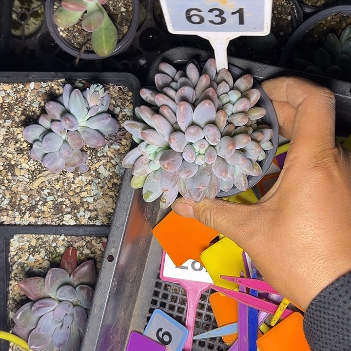 多肉植物阿蒂sp631