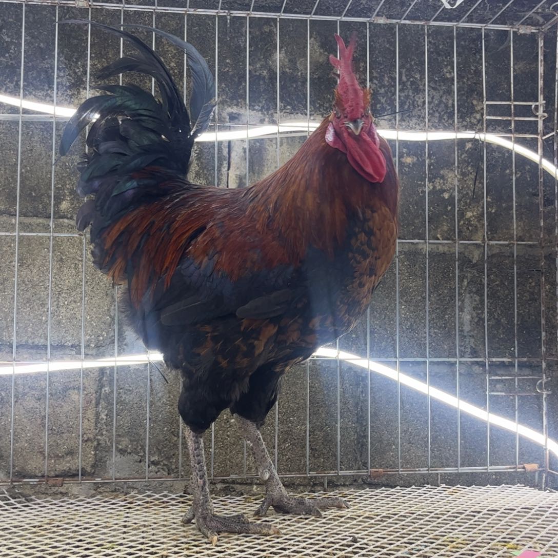 ！***！长尾鸡凤凰 象限土公鸡一条