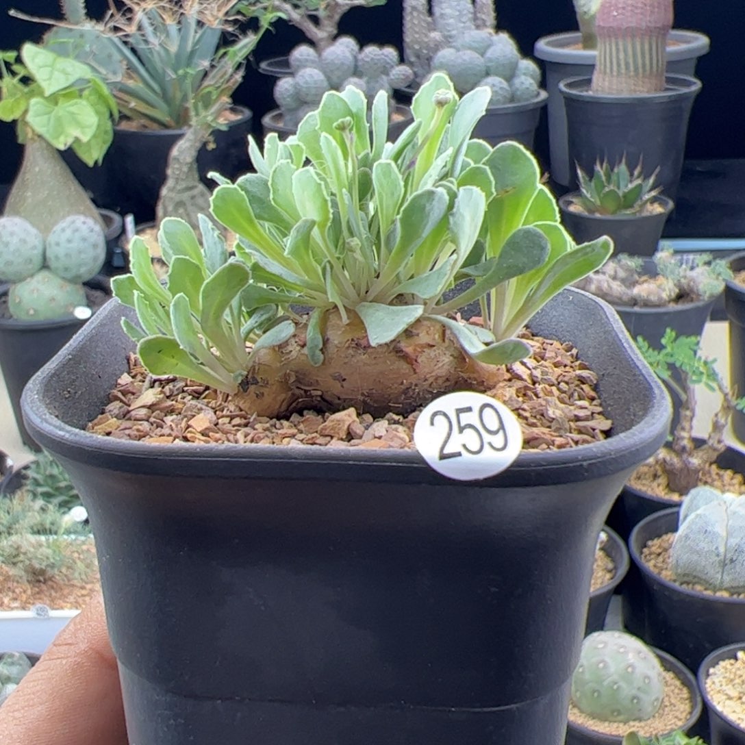 格加厚敦菊一物一拍