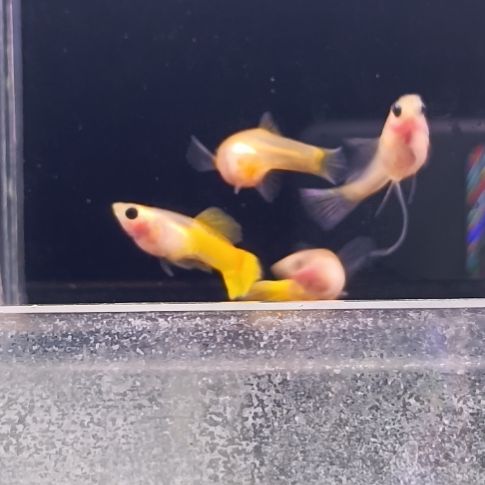 孔雀鱼品系孔雀鱼，自家繁育，视频对鱼。一组一拍