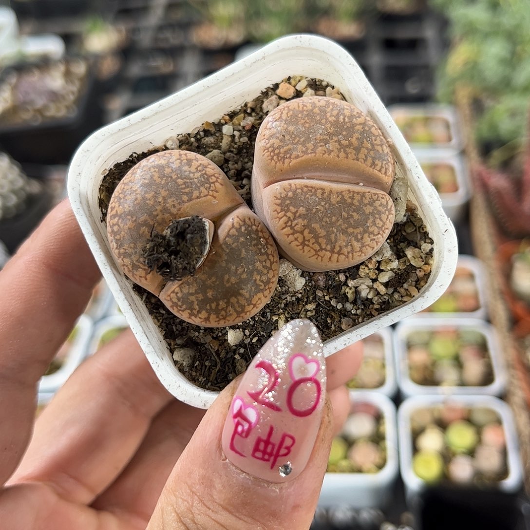 生日花大脚丫单头发货