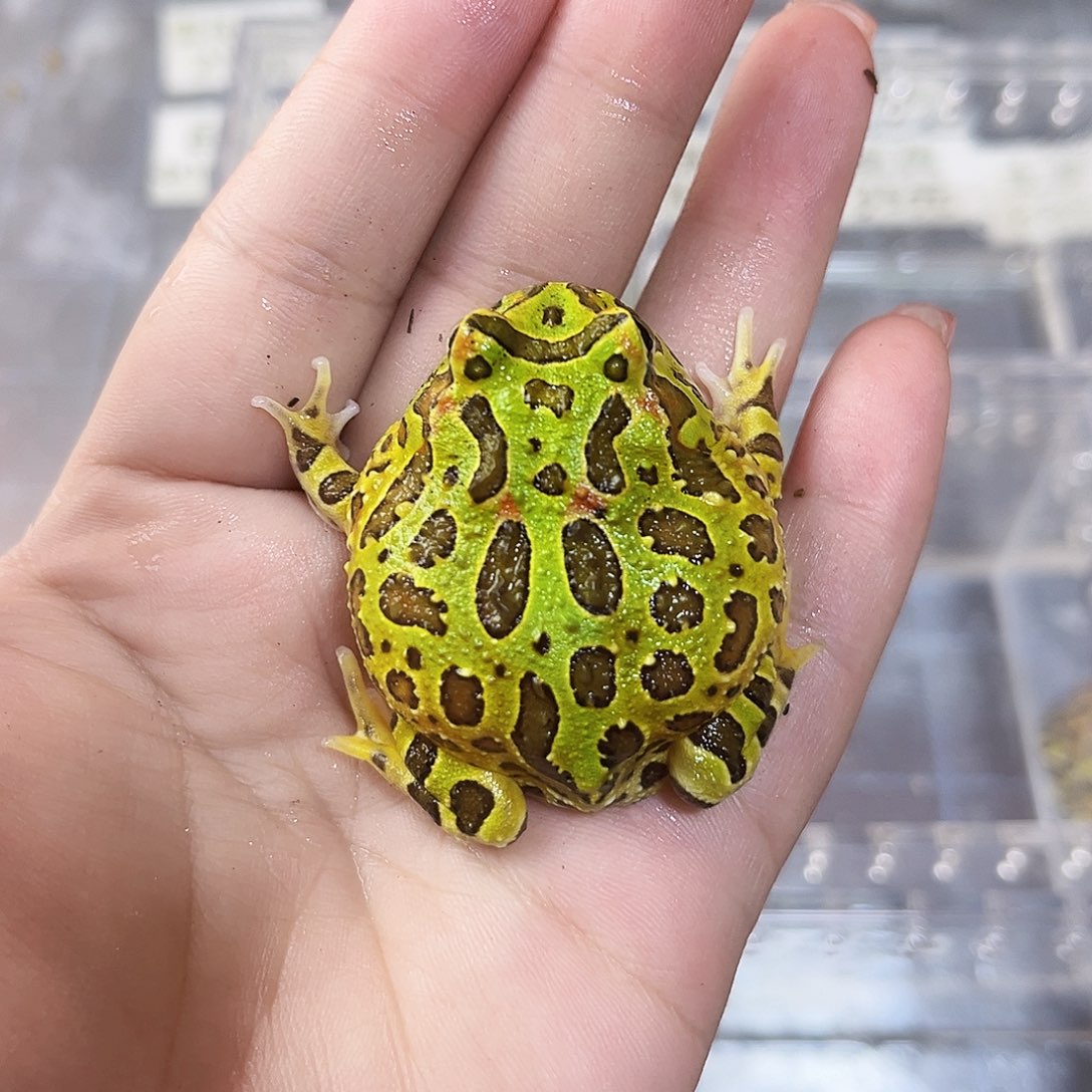 风***停角蛙绿钟角专拍链接一只