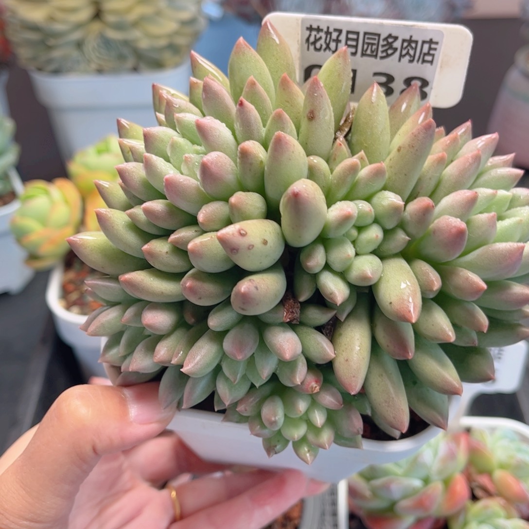多肉植物0138 一定要拍个冷链哦