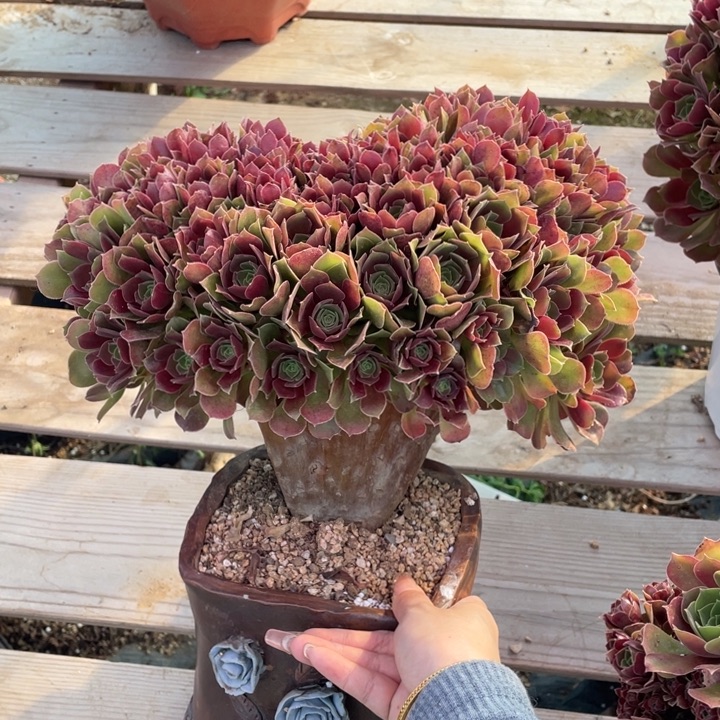 多肉的大肉都会长不出来呢好