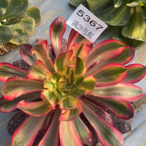 红魔女多肉多肉5367