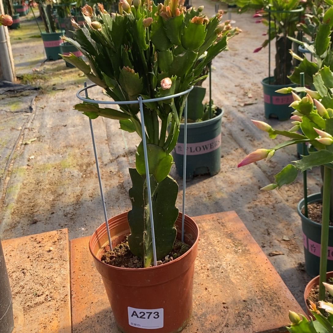 完全开放273嫁接011