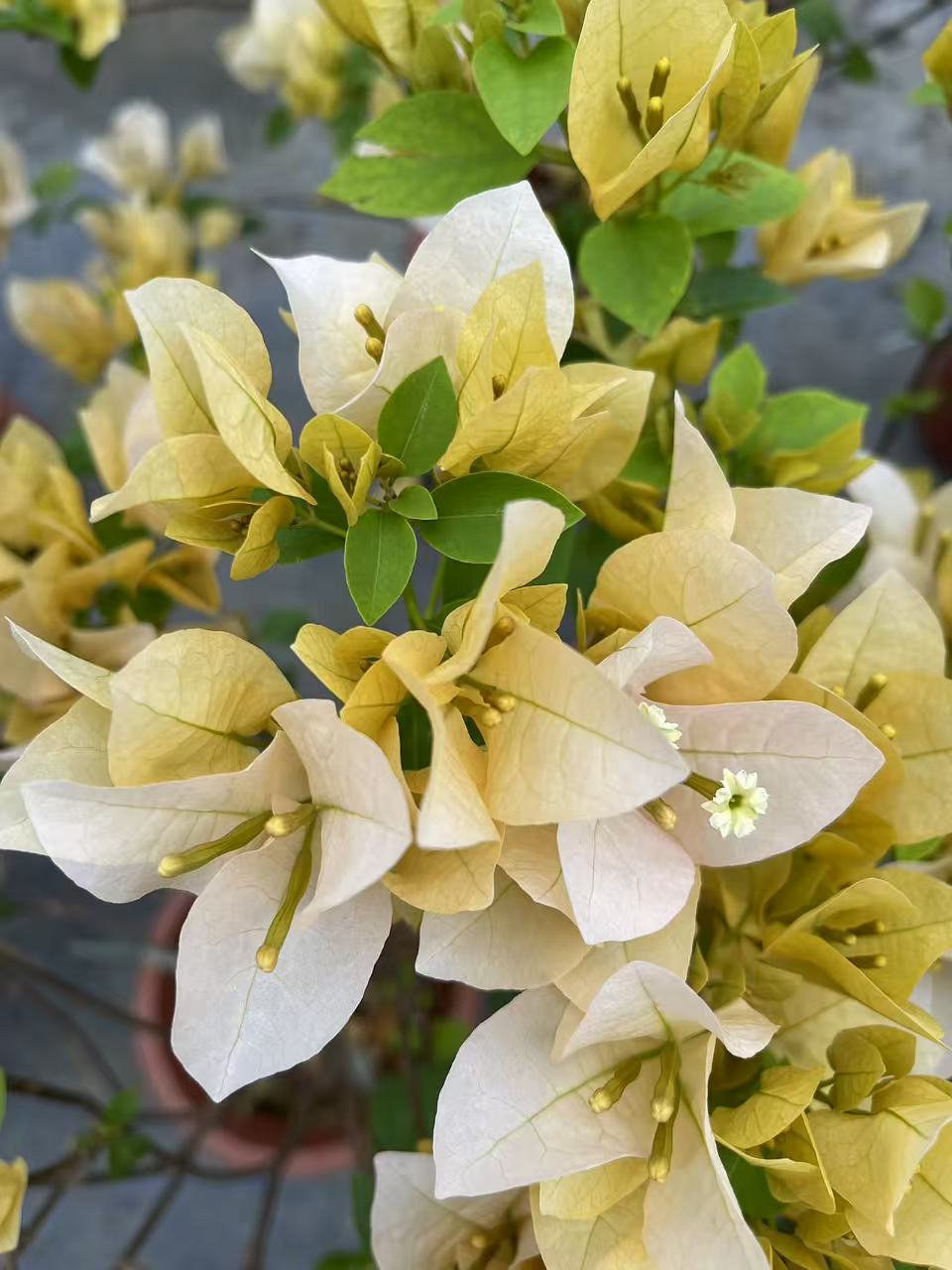 【苏瓦娜】三角梅成粉盆栽爬藤植物四季花基地绿植原土带花老桩发