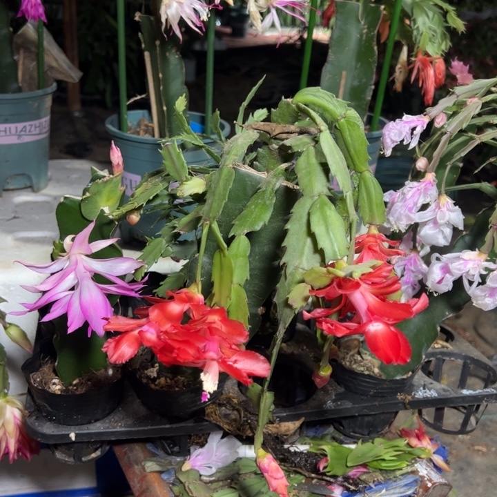 野***花丘比特嫁接单片小苗一颗50