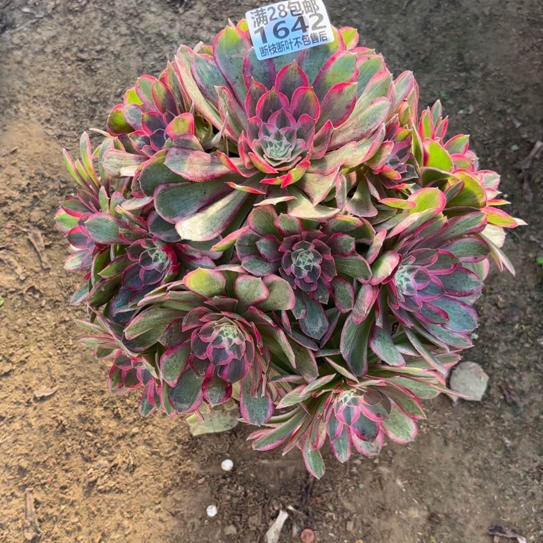 N. 1642孔雀翎多肉，cadede