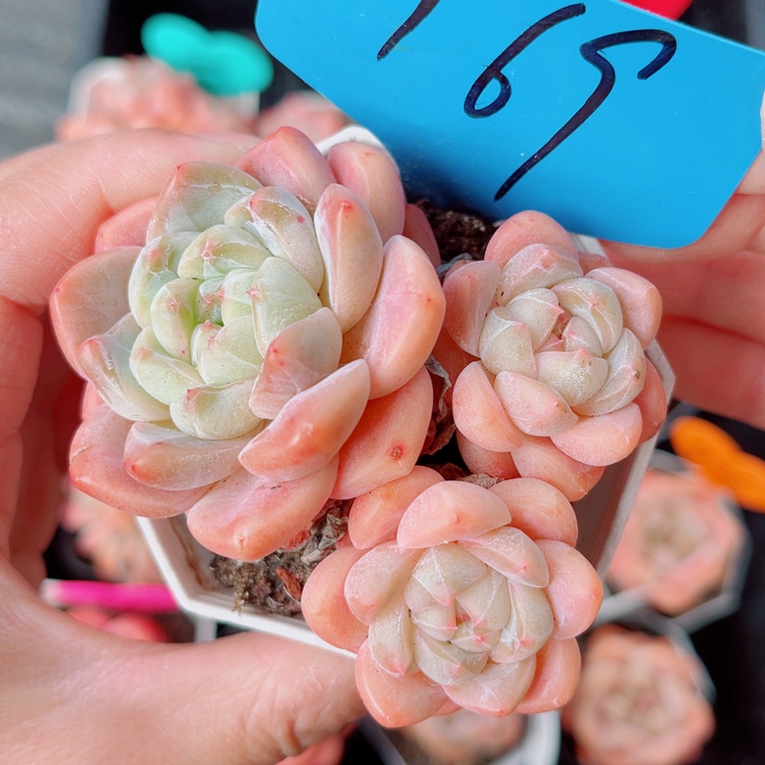 169号小老桩糖心群