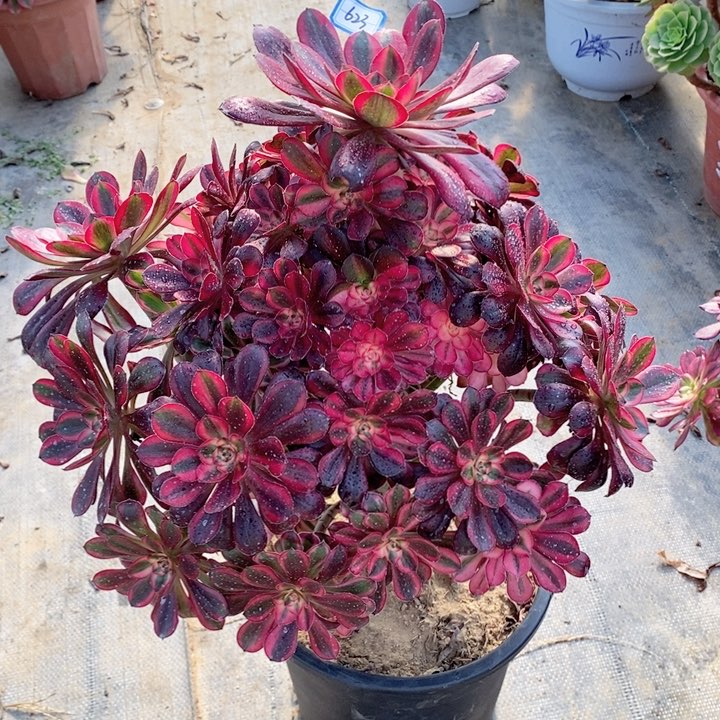 623香奶奶多肉法师