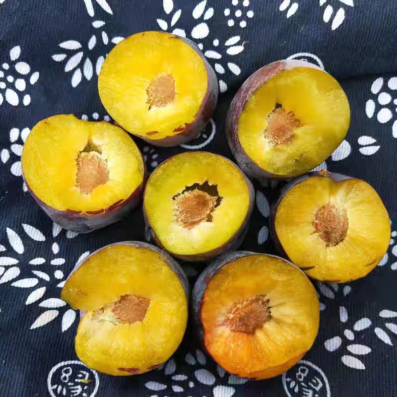 四川高山脆红李脆甜脱骨新鲜水果