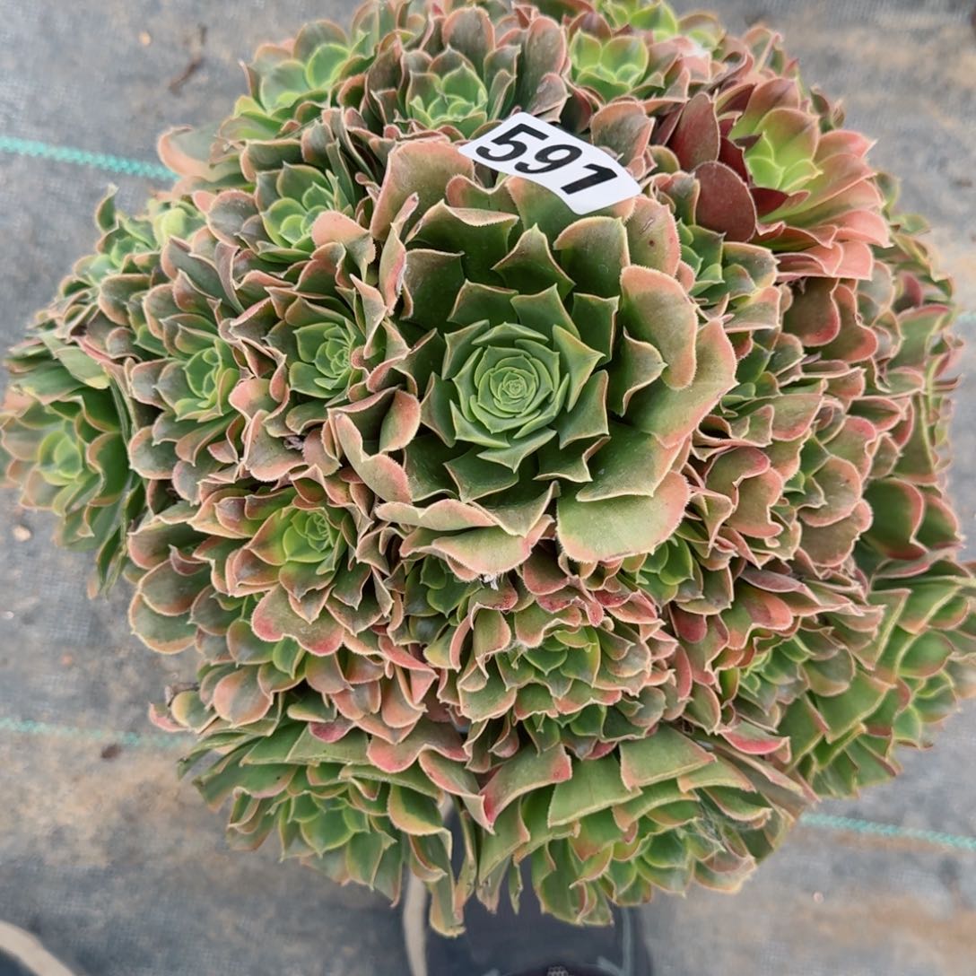 591特斯拉多肉义务