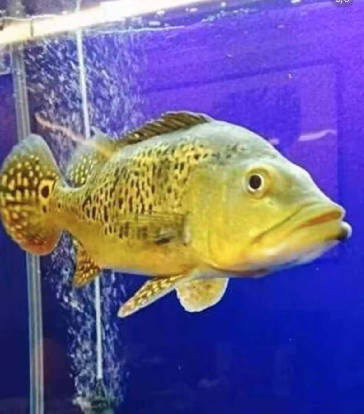 黄金虫纹巴西亚热带观赏鱼