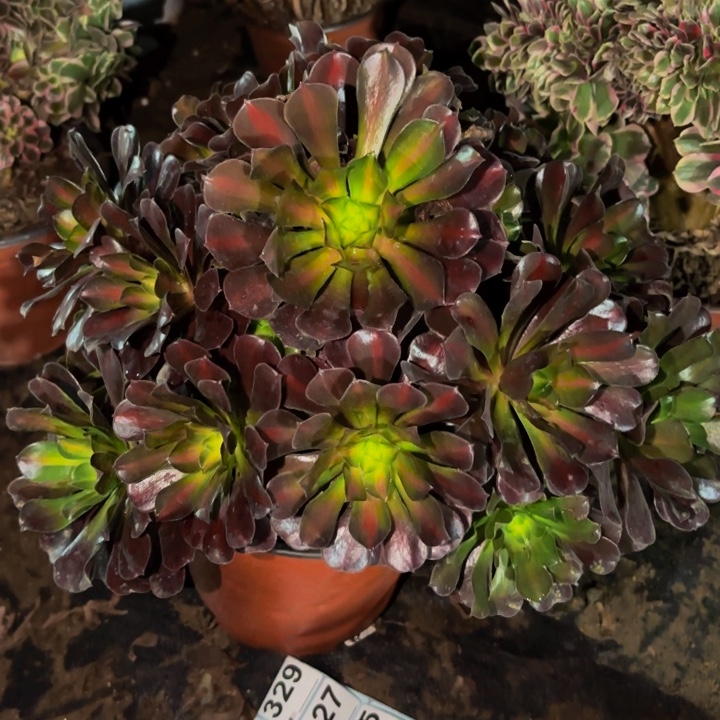 308花纳多肉植物不售后