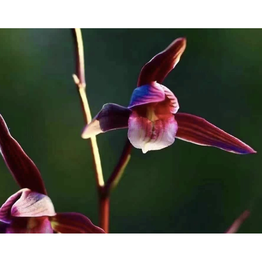 【和方圆】寒兰名品 老种2苗 花开浓香 好养易活 对版