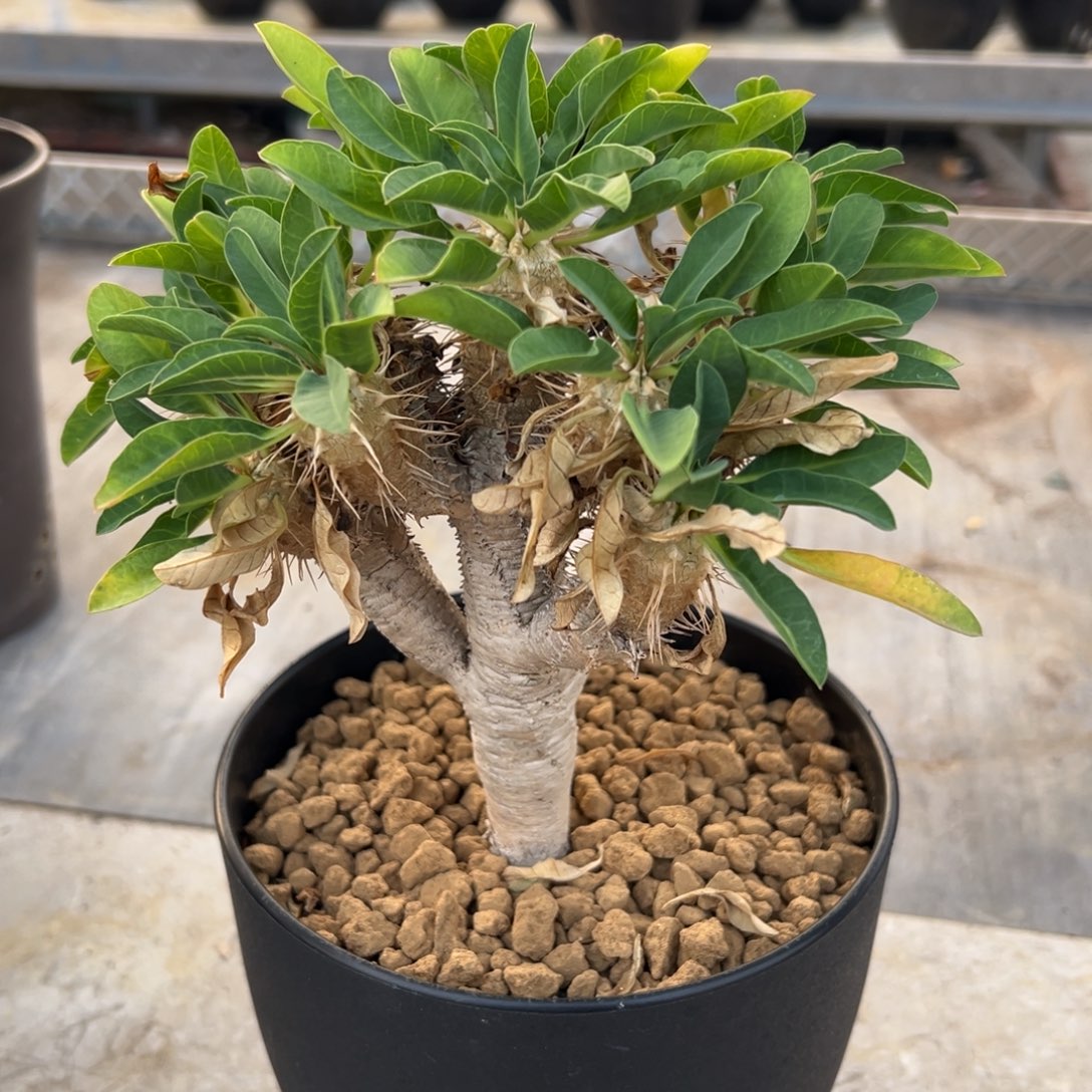 鬼切wwwwwwwwwwwwwwwwwww