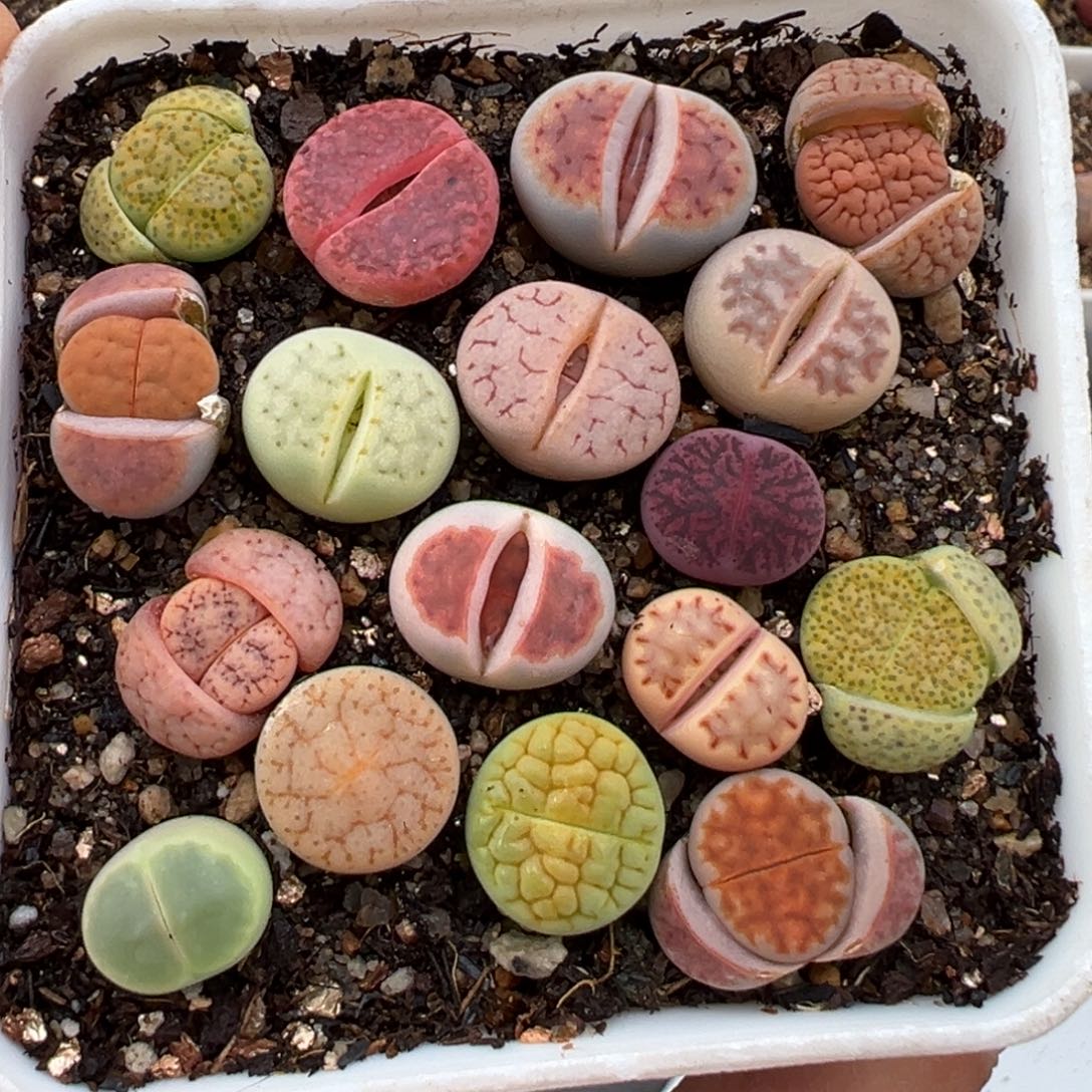 2.17好看的多肉012