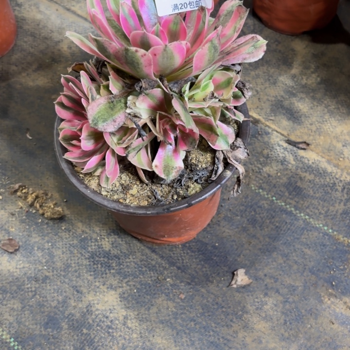 瑞妈多肉园艺227。