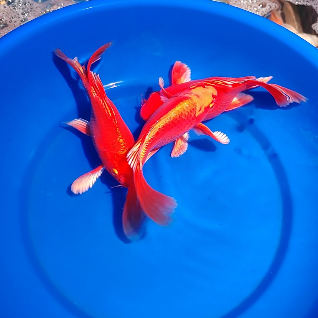 蝴蝶鲤一对一挑选