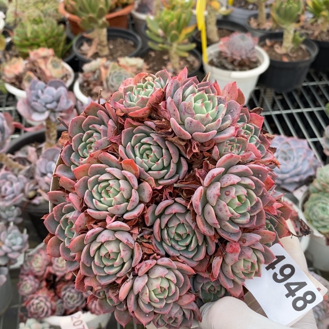 4948娜娜小勾一物一拍