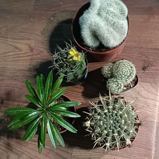花花世界迷人眼球球好养