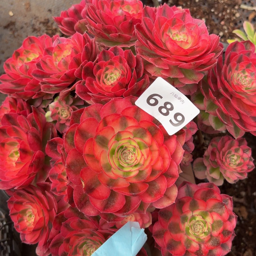 689多肉植物倾城