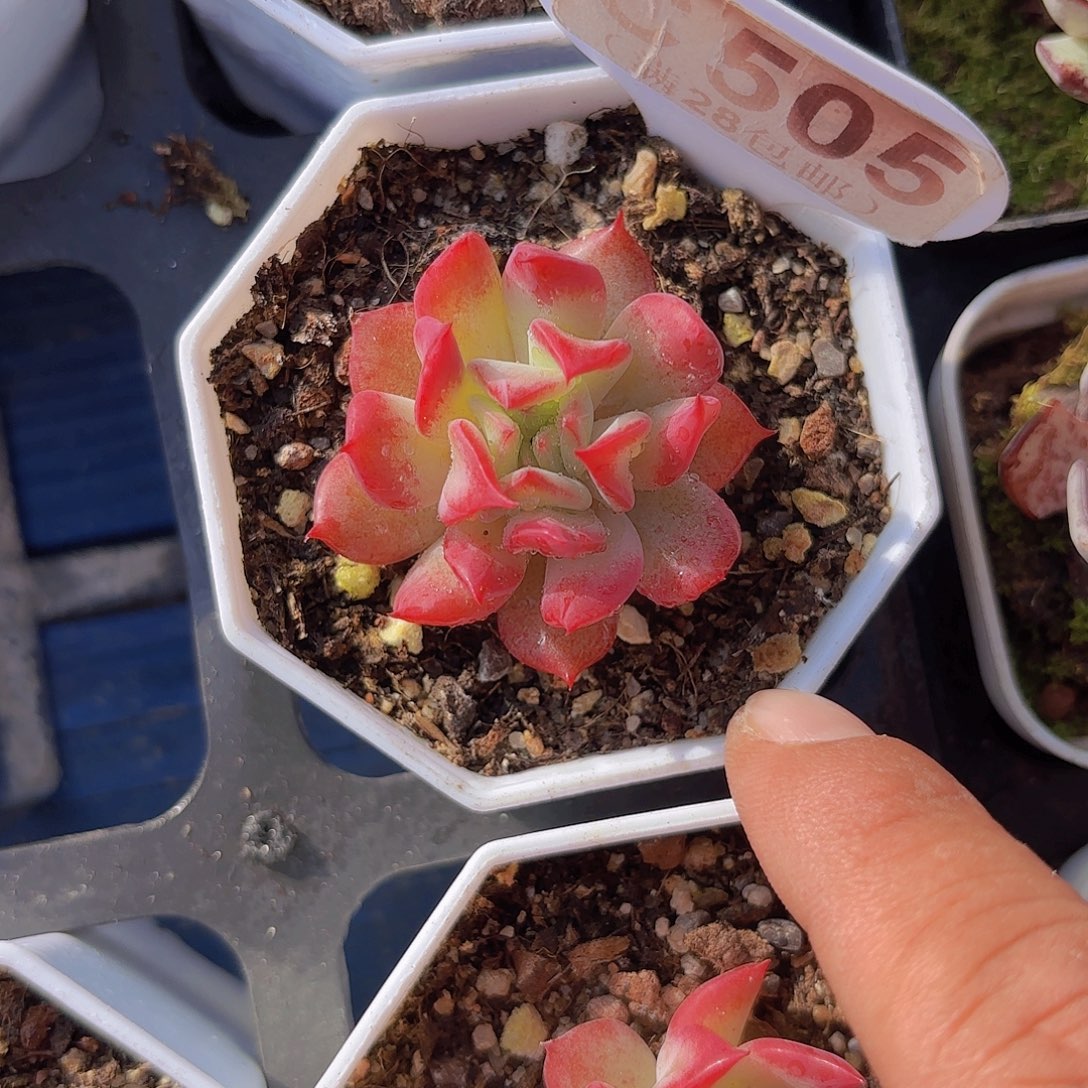 C505一物一拍111111111