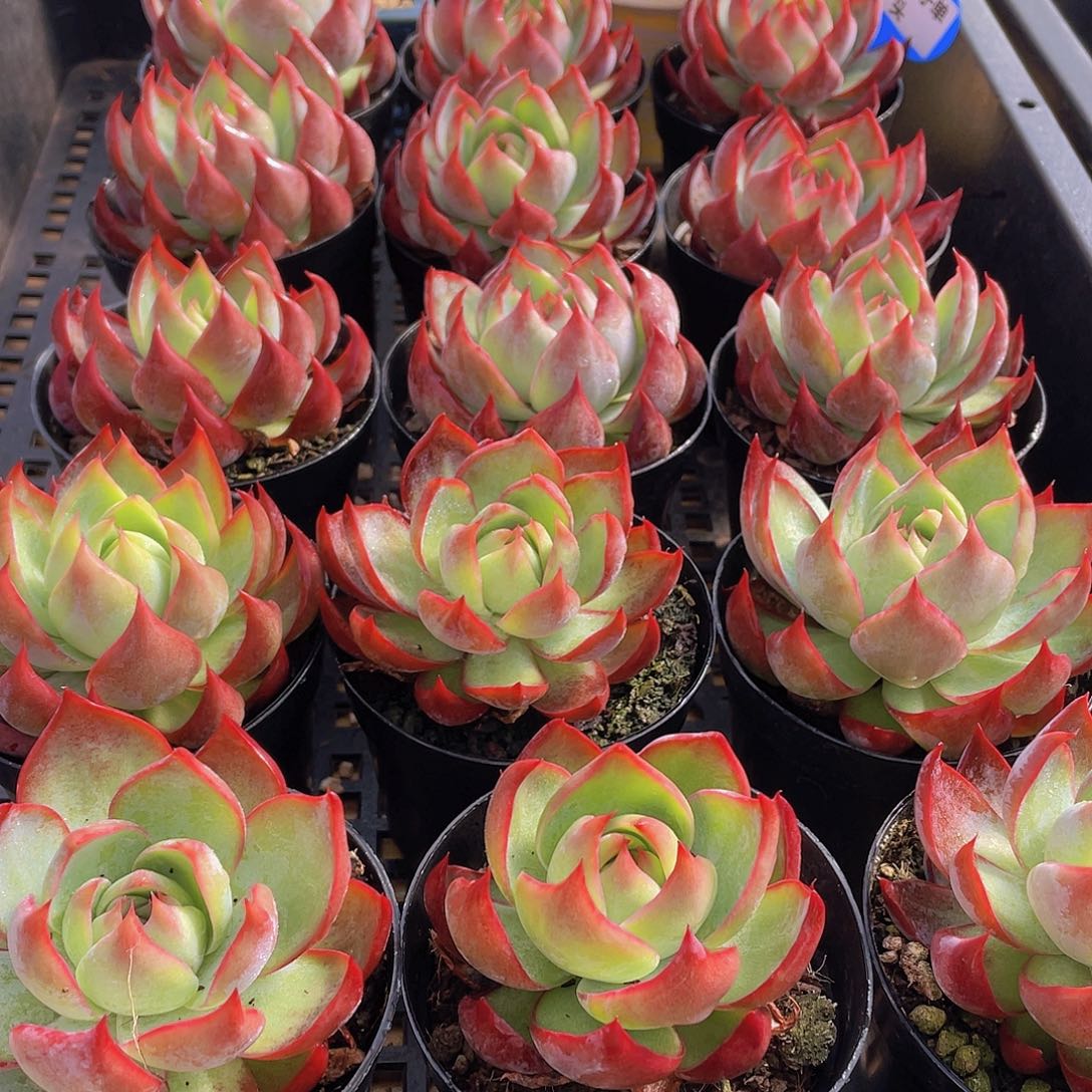 量拍31号 惊鸿仙子单头一个