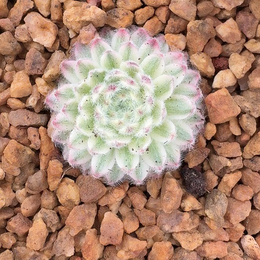 长生草锦一物一拍