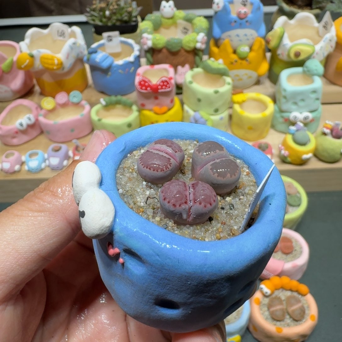 红陶蘑菇420紫饼