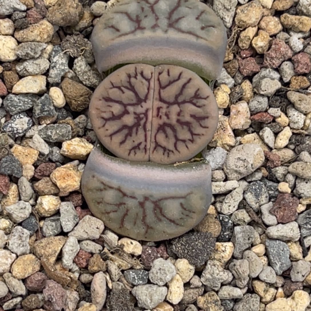 6183线招福粗纹尺寸1.8