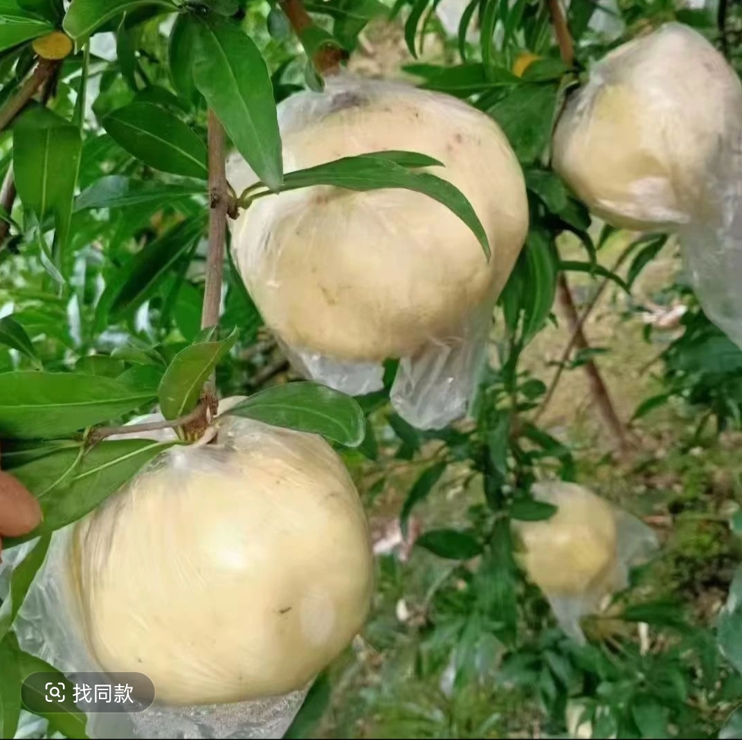 正宗怀远白花玉石籽石榴薄皮石榴新鲜水果香甜多汁试吃装