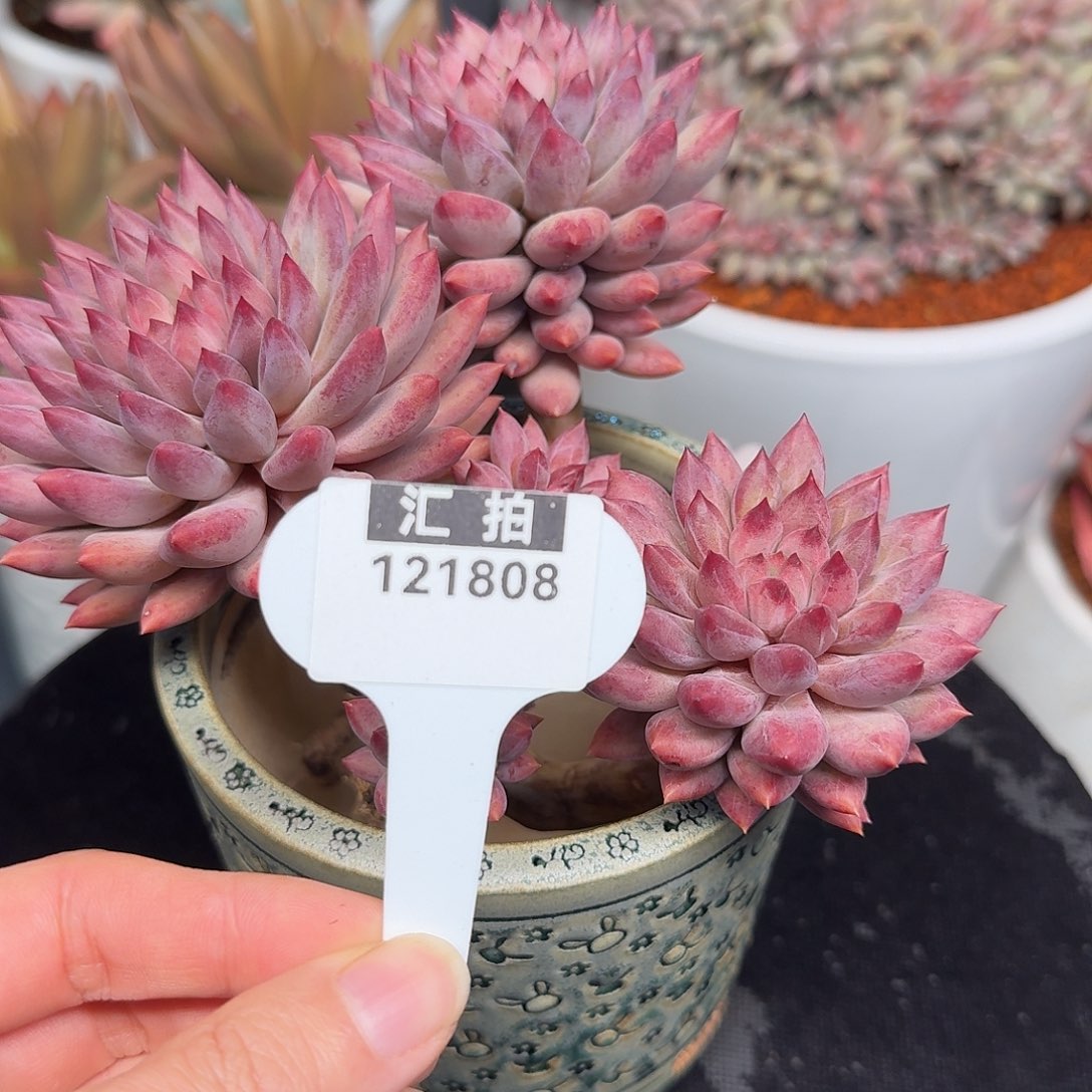 精品多肉植物121808