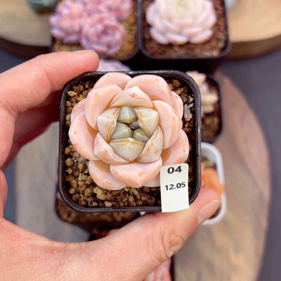 冰梦04、哈哈哈哈哈