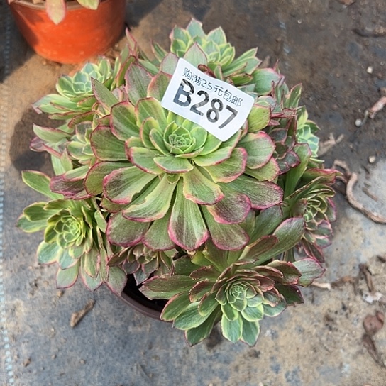 V****?一颗多肉法师植物