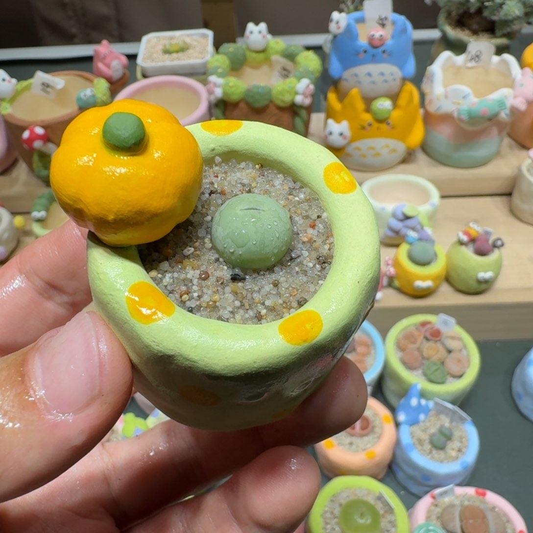 红陶蘑菇482鸽子蛋