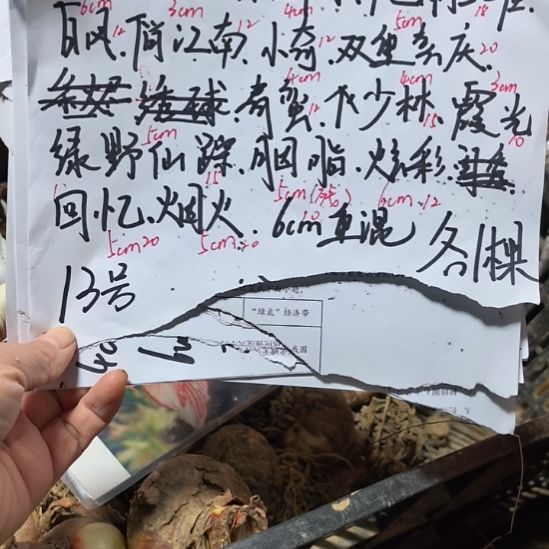 当前无花栽培后可以开花13号种球组合