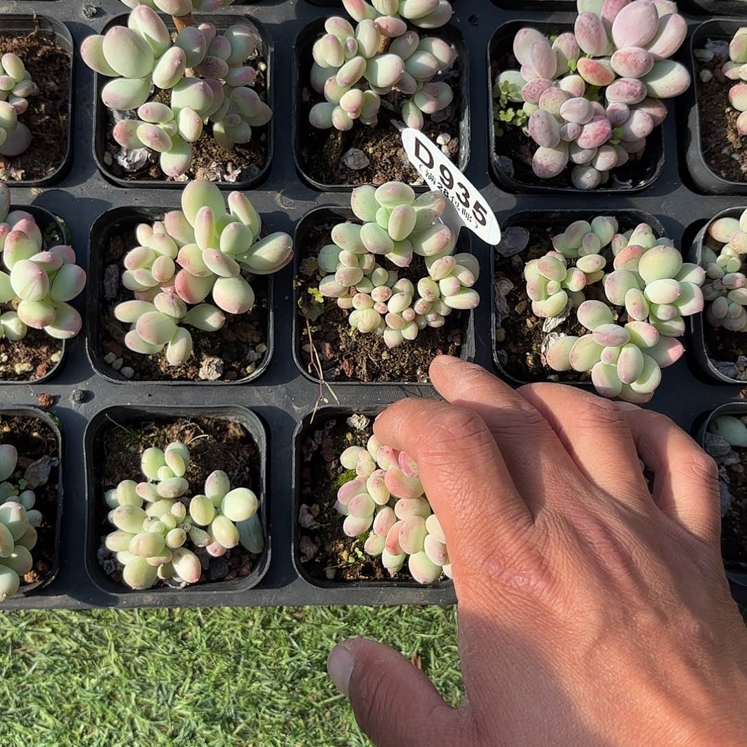 D935苹果奶一物一拍