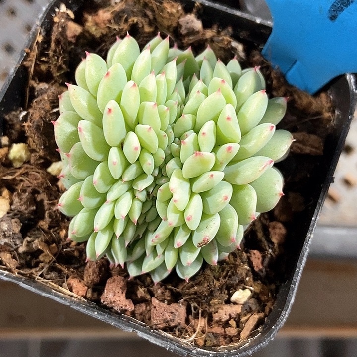 多肉植物缀化546