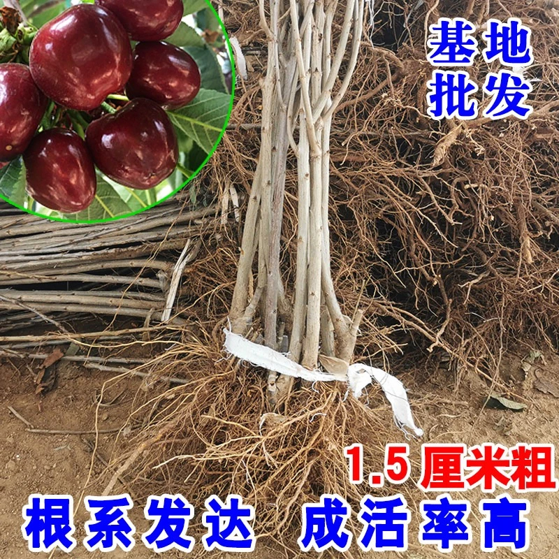 【车厘子树苗】大樱桃树樱桃苗乔化矮化南方北方种植盆栽地栽
