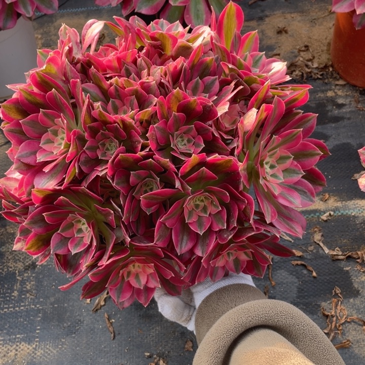 273女妖法师多肉断枝不售后