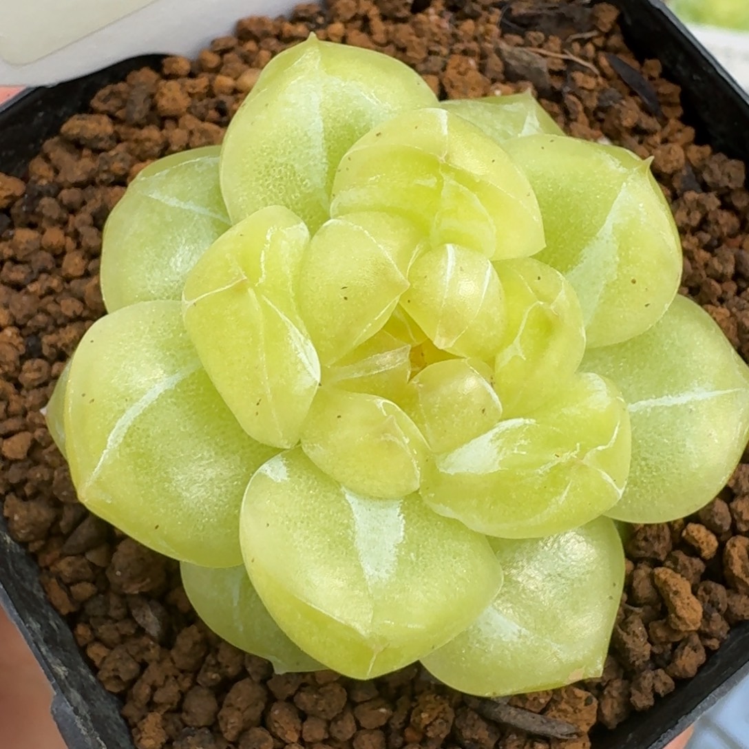 0801-23-海洋之星a单头